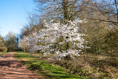 Scenic view of flowering plants and trees against sky