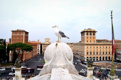 Seagull perching on statue in city against sky