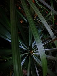 High angle view of plants growing on field