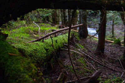 Close-up of moss on tree in forest