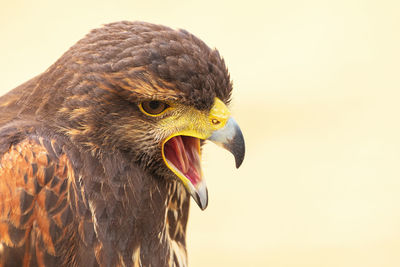 Close-up of a harris hawk