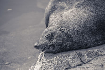 Close-up of animal resting on rock