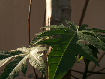 Close-up of insect on plant
