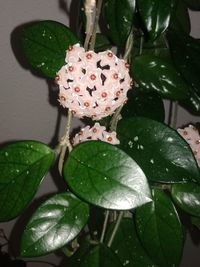 High angle view of water drops on plant