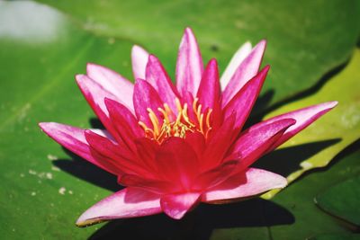 Close-up of pink lotus water lily in pond