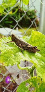 Close-up of insect on leaf