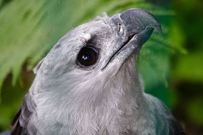 Close-up of a bird