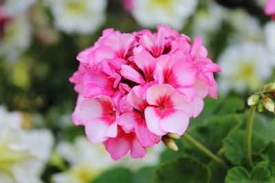 Close-up of pink flowers growing in garden