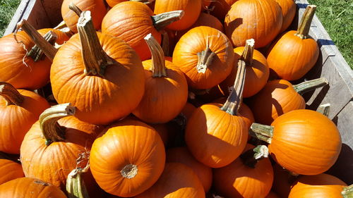 Close-up of pumpkins for sale at market stall