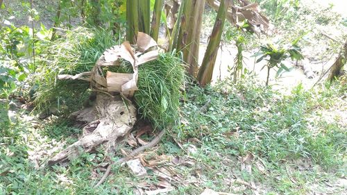 Plants growing on tree trunk