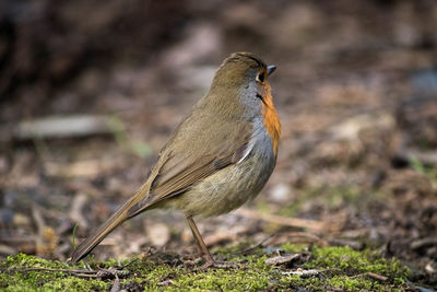 Close-up of bird perching outdoors