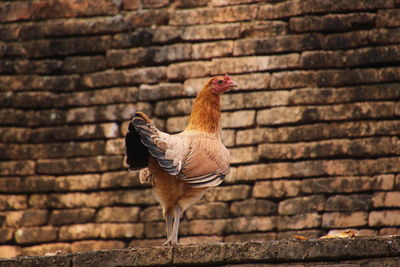 Close-up of rooster