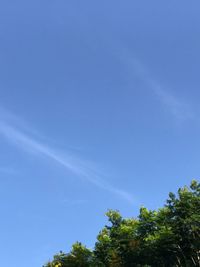 Low angle view of trees against blue sky