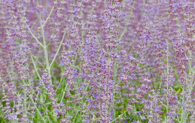 Full frame shot of lavender flowers