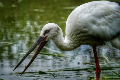 Close-up of duck in lake