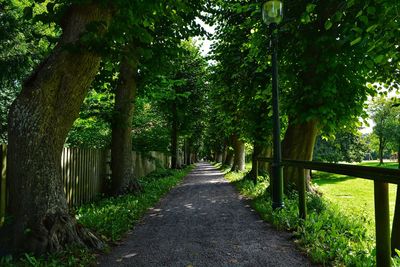 Road amidst trees in forest