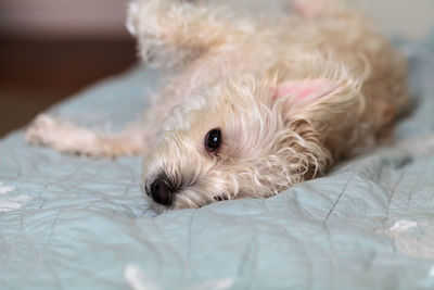 Napping white west highland terrier dog lays on a bed with blue sheet.