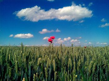 Poppy flowers growing amidst wheat field