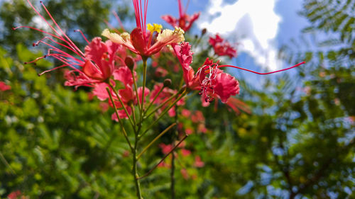 Close-up of red flowering plant