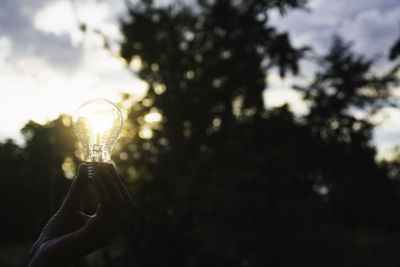 Person holding illuminated plant against sky