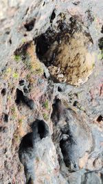 Full frame shot of rocks on tree trunk