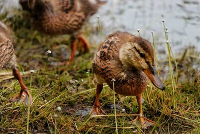 Close-up of a bird on field