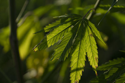 Close-up of green leaves