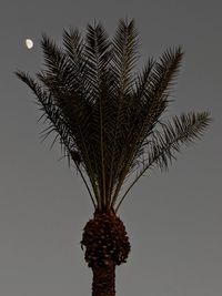 Low angle view of palm tree against sky