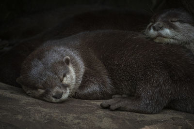 Close-up of a sleeping otter 