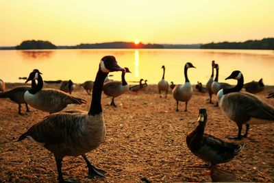 Ducks on lake against sky during sunset