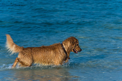 View of dog in sea