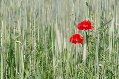 Close-up of red poppy flowers on field