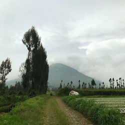 Road by agricultural field