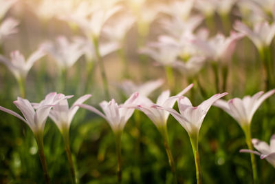 Beautiful pink rain lily field, zephyr flower, selective focus.
