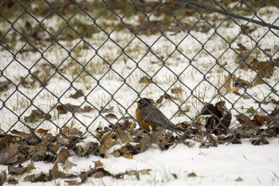 Close-up of bird