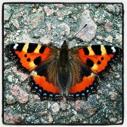 Close-up of butterfly on leaf