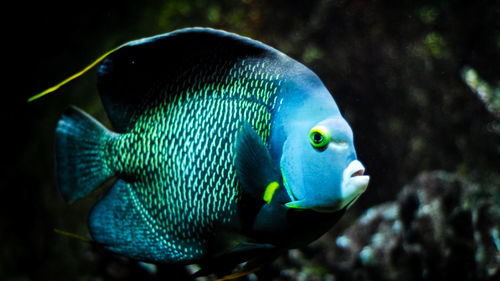 Close-up of fish swimming in aquarium