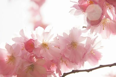 Close-up of pink cherry blossoms in spring