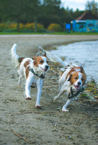Dogs in water