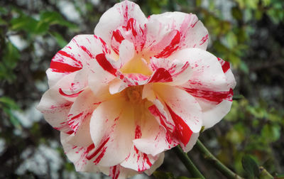 Close-up of fresh white flower