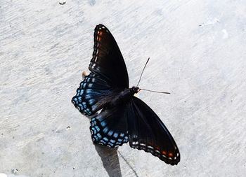 High angle view of butterfly perching on leaf