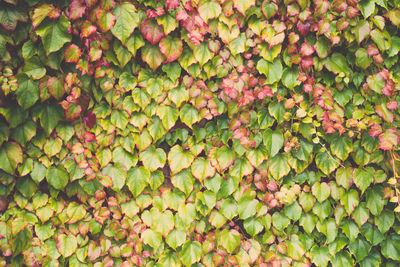 Full frame shot of berries