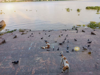 High angle view of birds in lake