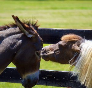 Close-up of horse and donkey on field