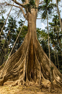 Low angle view of coconut palm trees in forest