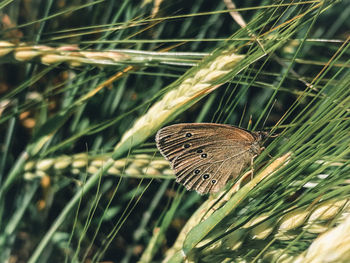 Close-up of butterfly on grass