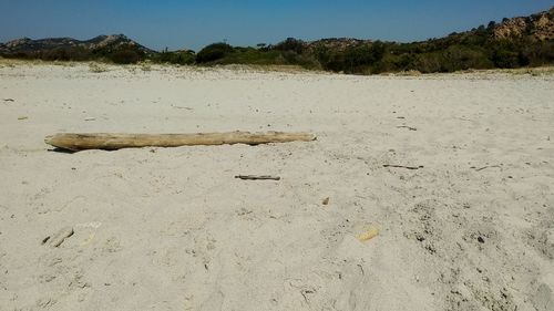 Scenic view of driftwood on beach against sky
