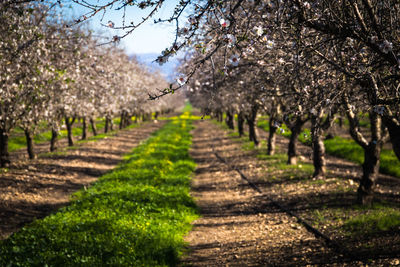 Dirt road passing through trees