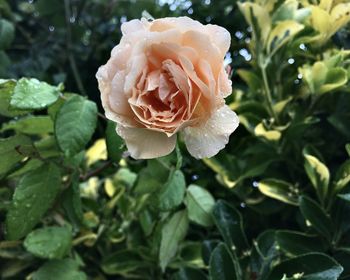 Close-up of rose plant with dew drops