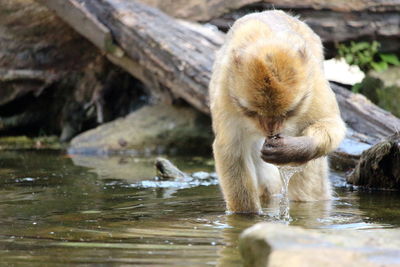 Monkey drinking water